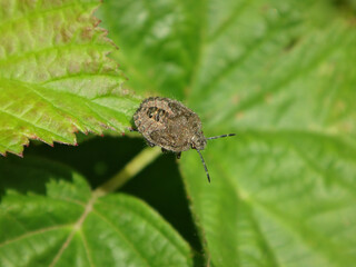 Hairy shield bug (Dolycoris baccarum), final instar on a bramble leaf