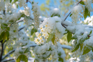 Flowers in the snow. Blooming bird cherry covered with white snow. Global climate change, natural...