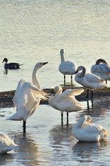 日本で越冬するハクチョウ