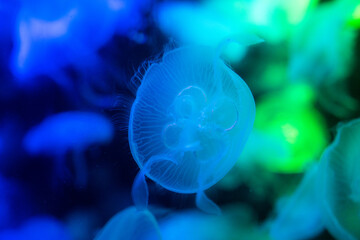 jellyfish in the night, jellyfish in the water