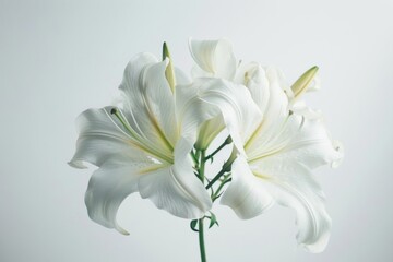 Realistic photograph of a complete Flowers,solid stark white background, focused lighting