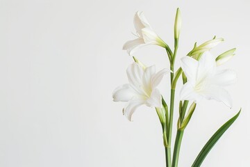 Realistic photograph of a complete Flowers,solid stark white background, focused lighting