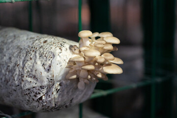 Oyster mushrooms - Pleurotus ostreatus growing in a greenhouse for mushrooms.