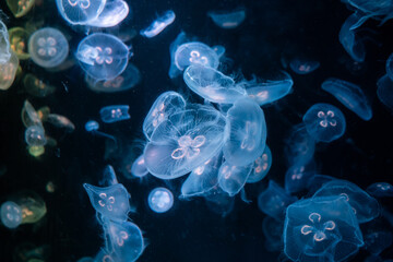 jellyfish in the night, jellyfish in the water