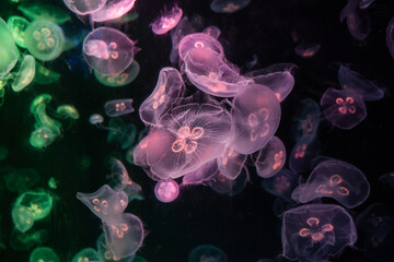 jellyfish in the night, jellyfish in the water