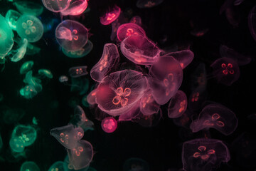 jellyfish in the night, jellyfish in the water