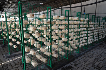 是否
Oyster mushrooms - Pleurotus ostreatus growing in a greenhouse for mushrooms.