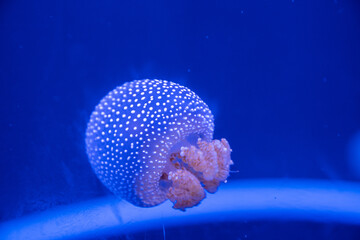 jellyfish in the night, jellyfish in the water