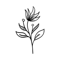 Drawing of Hibiscus Flower