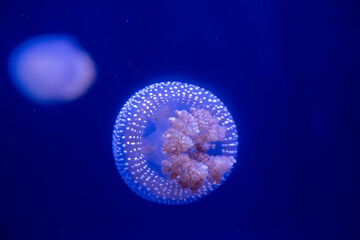 jellyfish in the night, jellyfish in the water