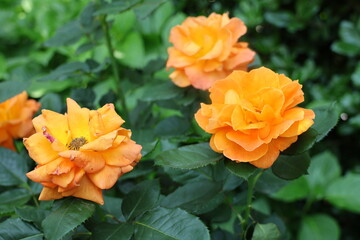 オレンジの薔薇