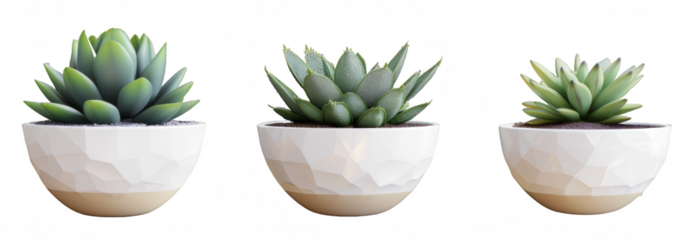 Set of three white ceramic pots with succulents and other plants isolated on a transparent background.