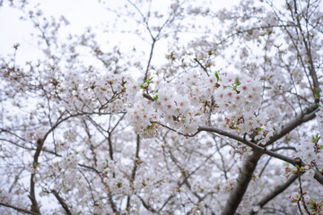 ソメイヨシノ
