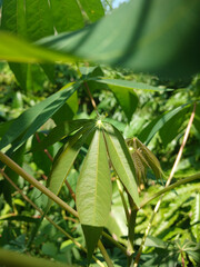 a finger-shaped green leafy plant with five branched leafy stems