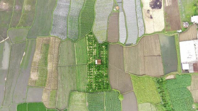 View of rice fields from above, Garut, West Java