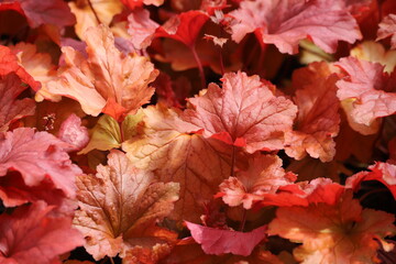 Heuchera, orange leaves of coral bells paprika, spring garden.