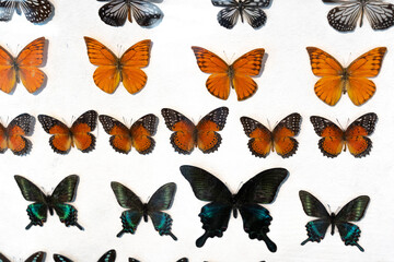 specimens of the beautiful butterfly on white background.