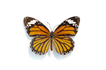 Common Tiger (Danaus genutia) butterfly  isolated on white background 