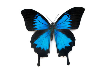 Obraz premium Blue butterfly, Papilio ulysses, isolated on white background.