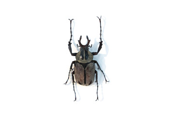 stag beetle isolated on white background