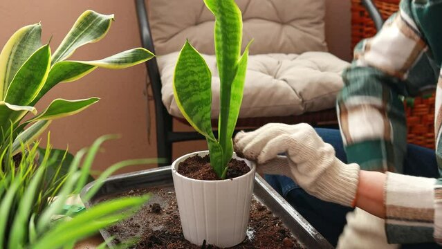 Close-up of a woman planting a homemade sanseveria flower in a flower pot. Care and propagation of flowers and plants, home cultivation.