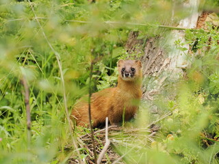 ニホンイタチ　Japanese weasel 