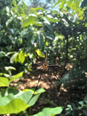 a spider in its nest in the forest. The spiders are small and brown and red in color. The leaves are green and there are several other leaves on them