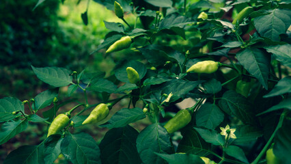reen chili plants in tropical areas that are bearing fruit