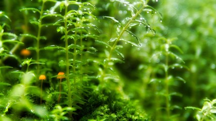 苔ときのこと雫