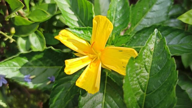 tunera flower