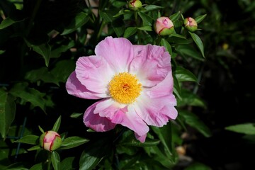 Light Pink Peony with yellow pollens and new buds