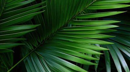 Vibrant green palm fronds in the natural environment. Lush green palm leaves in a tropical setting.