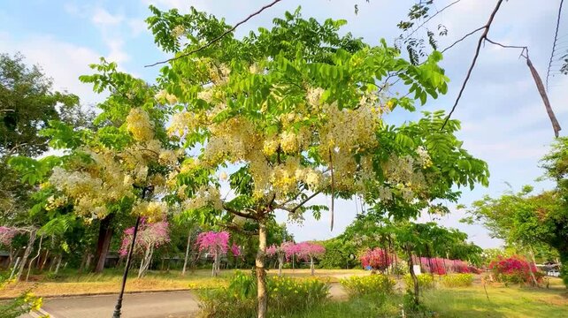 Abstract of beautiful blooming White Rainbow Shower Tree (Cassia Hybrid; Cassia Bakeriana x Cassia Fistula) in the park.