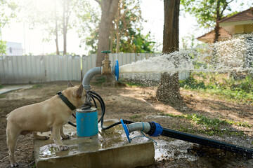 Dog stand at Groundwater well, Artesian aquifer in garden.                