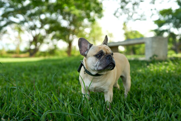 french bulldog on the grass looking away.