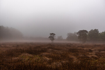 Close-up background of nature along the river Or a natural canal that is shady and covered with trees,mangrove forests, and has a cool breeze blowing through it throughout your eco-friendly travel.