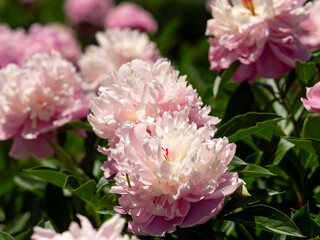 植物園に咲くシャクヤクの花