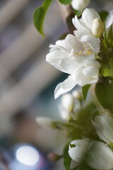 Obraz premium white flower in a city