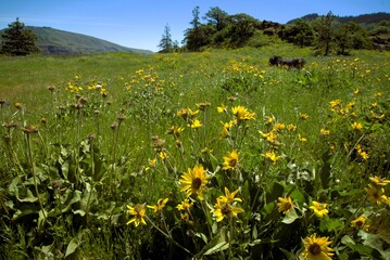 Rolling meadow with a single large boulder in it. The meadow is covered in bright yellow wildflowers, including large spots of yellow from Carey's Balsamroot (Balsamorhiza careyana) in the mountains u