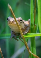 A small spring peeper, a tiny frog no larger than a thumb, clings to a blade of grass with delicate precision.