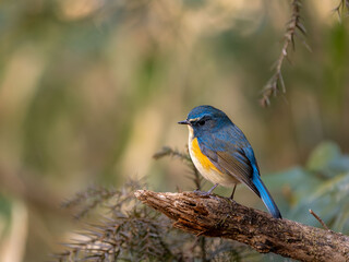 森の中で枯れ木に留まって下を覗いてエサを探しているルリビタキの雄