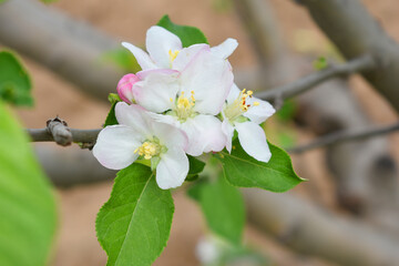 Fresh spring blossom of apple tree with green leaves, Flowering apple tree, Beautiful flowers of...