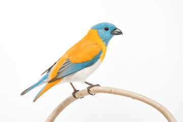 Orange-breasted Bunting Perched on a Branch