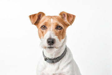 Close up portrait of a Jack Russell Terrier looking at camera