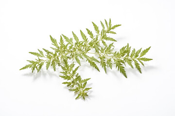 Green plant twig with leaves on white background