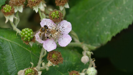 Bee on a blackberry blossom collecting nectar