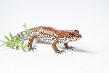 Naklejka premium Close-up of a Brown and White Spotted Lizard on a White Background