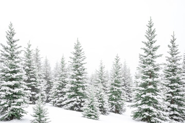 Fototapeta premium Snow Covered Pine Trees In Winter Forest