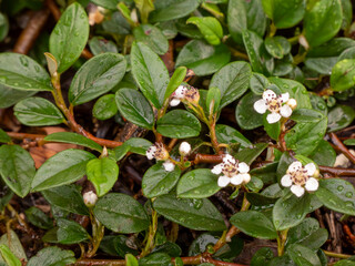 blossoms on the ground cover