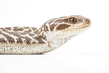 Naklejka premium Close-up of a snake's head